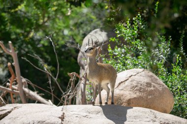 Kayalık yüzeyde hareketsiz duran bir klipspringer görüntüsü.
