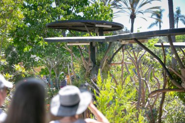 San Diego, California, ABD - 10-02-2021: San Diego Hayvanat Bahçesi 'ndeki Koala sergisini gören insanların görüntüsü.