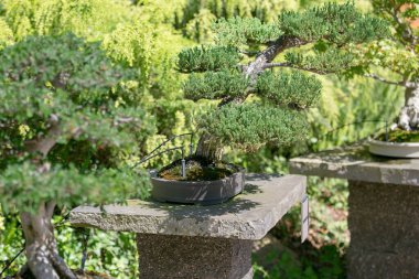 Bahçedeki birkaç bonsai ağacının manzarası.