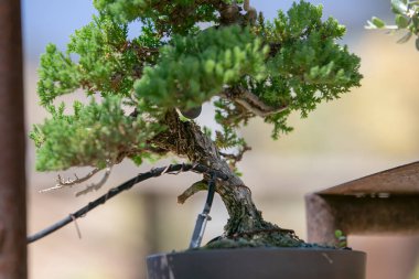 Bonsai ağacı manzarası.