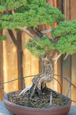 Bonsai ağacı manzarası.