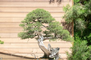 Bonsai ağacı manzarası.