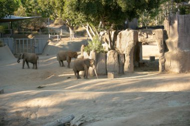 Escondido, California, ABD - 09-23-2021: San Diego Hayvanat Bahçesi Safari Parkı 'nda görülen fil sergisi manzarası.
