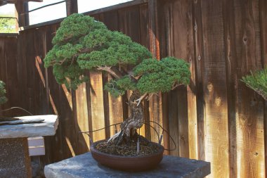Bonsai ağacı manzarası.