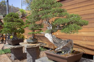 Bahçedeki birkaç bonsai ağacının manzarası.