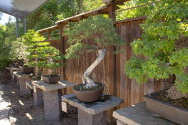 Bahçedeki birkaç bonsai ağacının manzarası.