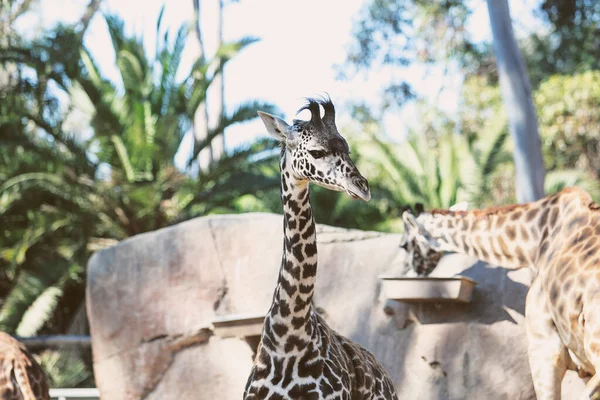 Una Vista Una Giraffa Bambino Visto Uno Zoo Locale — Foto Stock