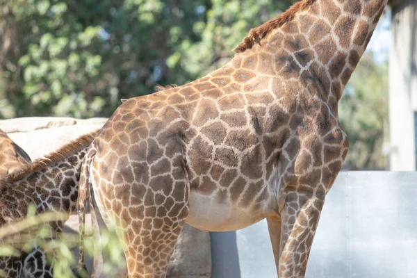 Una Vista Una Giraffa Con Suo Familiare Modello Pelle Maculata — Foto Stock