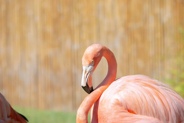 View Flamingo Relaxing Sunshine Seen Local Zoo — Stock Photo, Image