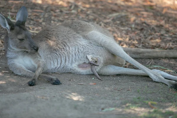 Yerde Gölgede Dinlenen Gri Bir Kangurunun Görüntüsü Joey Bacaklarını Annenin — Stok fotoğraf