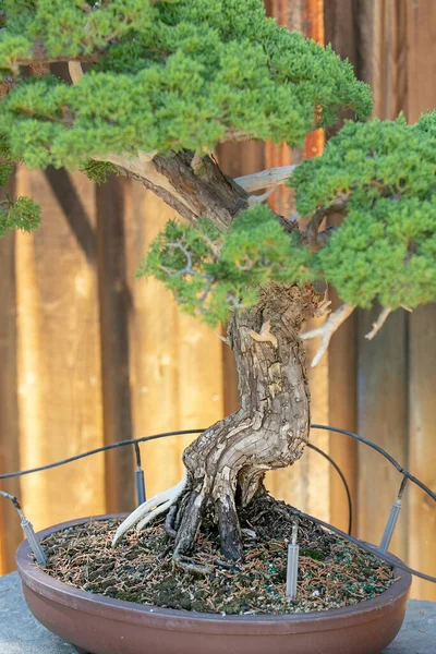 Bonsai ağacı manzarası.
