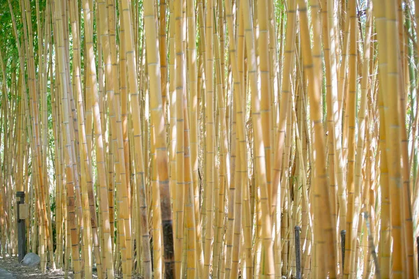 Uma Vista Olhando Para Talos Uma Floresta Bambu — Fotografia de Stock
