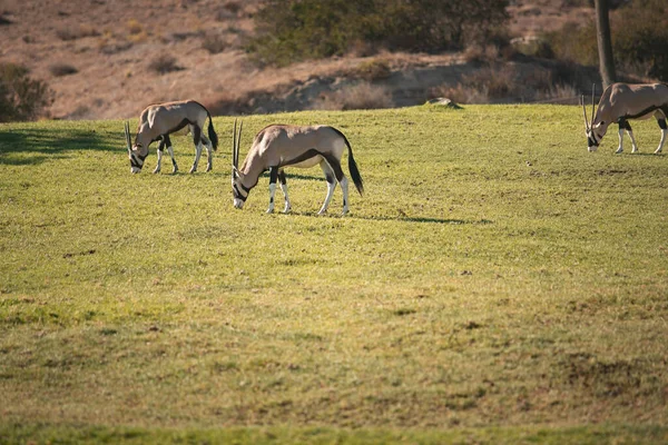 View Arabian Oryx Seen Local Zoo — Stock Photo, Image