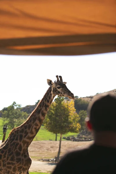 Veduta Degli Ospiti Che Guardano Giraffe Vicino Viste Uno Zoo — Foto Stock