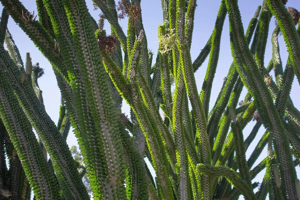Uma Vista Uma Planta Madagáscar Ocotillo — Fotografia de Stock