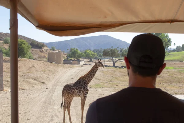 Вид Человека Смотрящего Жирафа Местном Зоопарке — стоковое фото