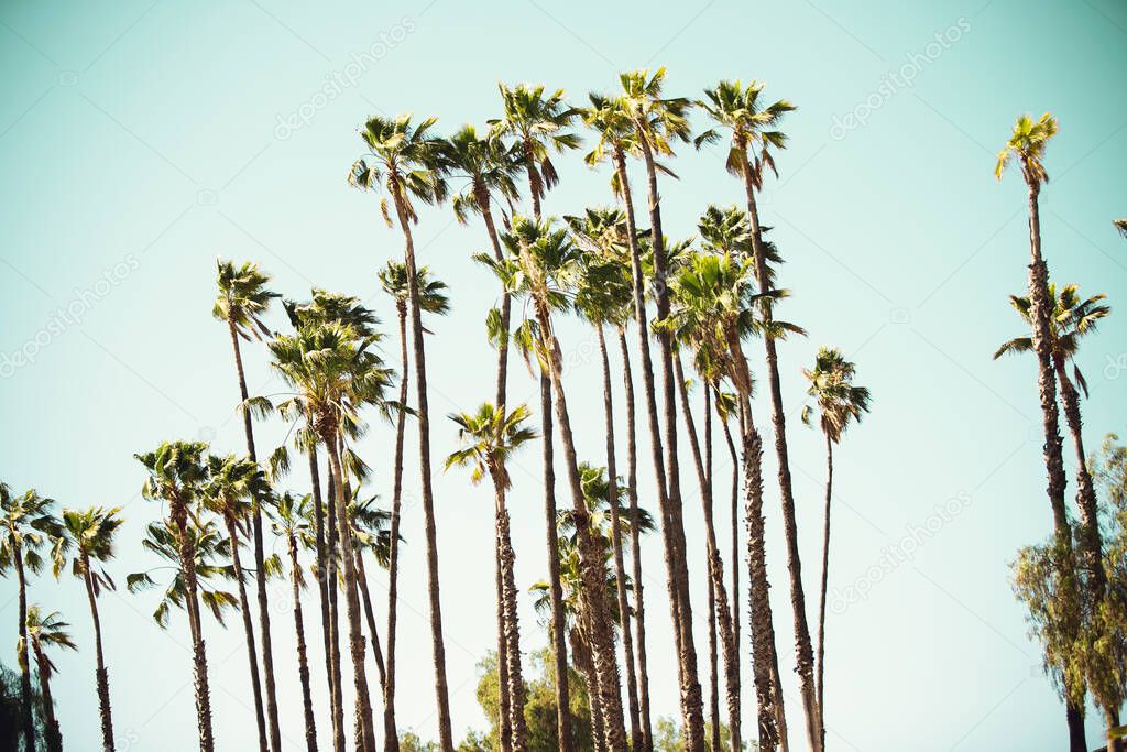A cool lifestyle image of California palm trees against a clear blue sky.