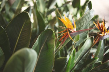 Cennet kuşu bitkilerinden oluşan bir bahçe manzarası.