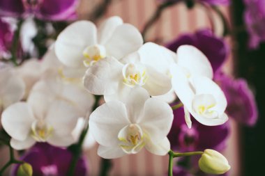 Küçük beyaz Phalaenopsis orkidelerinden oluşan bir küme..