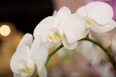 Küçük beyaz Phalaenopsis orkidelerinden oluşan bir küme..