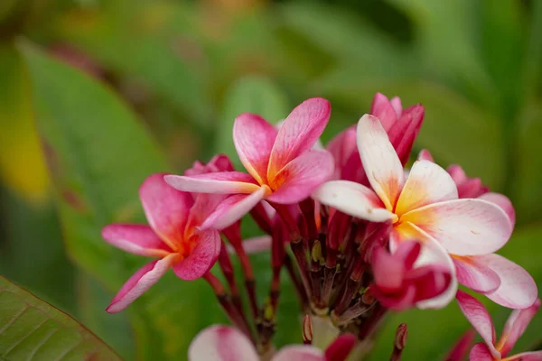 Widok Różowy Plumeria Kwiaty — Zdjęcie stockowe