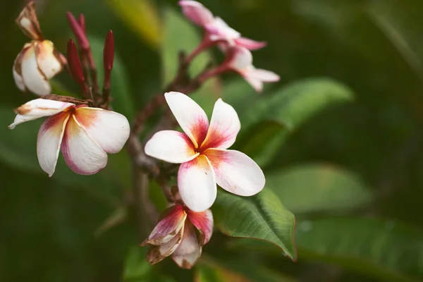 Beyaz Pembe Bir Plumeria Çiçeği Manzarası — Stok fotoğraf