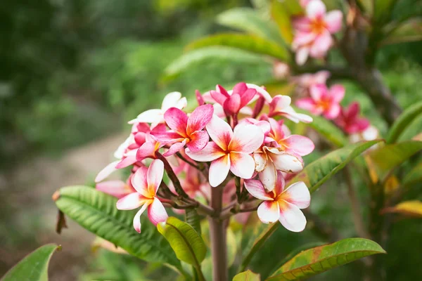 Widok Różowy Plumeria Kwiaty — Zdjęcie stockowe