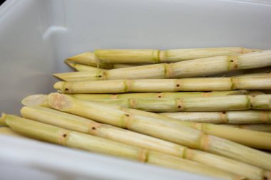 Bir kabın içindeki birkaç şeker kamışı sapının görüntüsü.