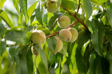 Ağaçta yetişen olgunlaşmamış şeftali manzarası.
