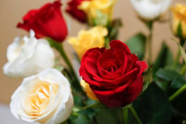 Kırmızı bir gül buketinin yakın çekim görüntüsü..