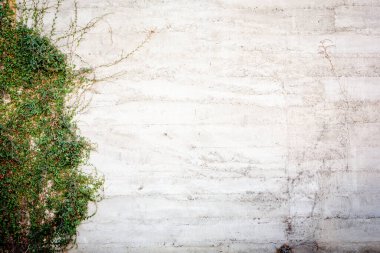 Sol tarafında sarmaşık tırmanma tesisi olan eski, eski, beyaz bir duvar manzarası.
