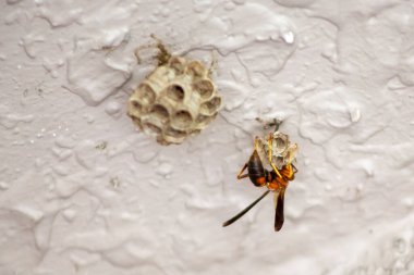 Bir evin tavanına yuva yapan kırmızı kağıt bir eşekarısı manzarası.