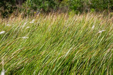 Rüzgarda savrulan sazlıkların olduğu geniş sulak arazi manzarası..