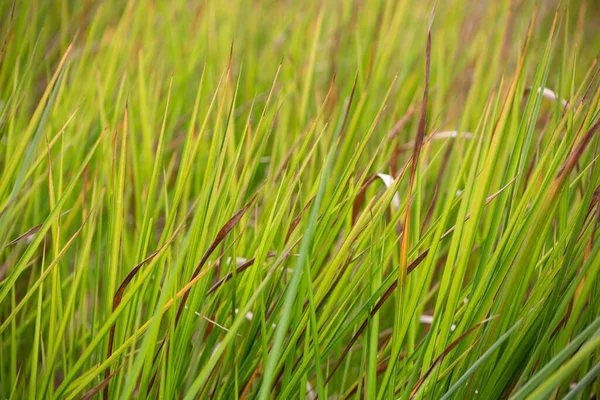 Una Vista Campo Hierba Silvestre Alta Como Fondo — Foto de Stock