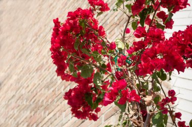 Bir arka plan olarak, taşralı tuğla duvarlar ve bougainvillea manzarası manzarası.