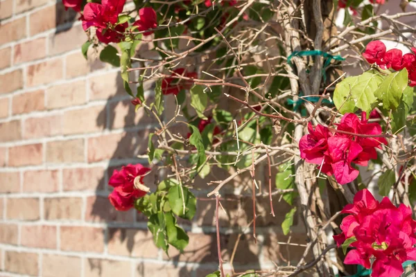 Tło Rustykalnych Murów Murowanych Krajobraz Bougainvillea — Zdjęcie stockowe