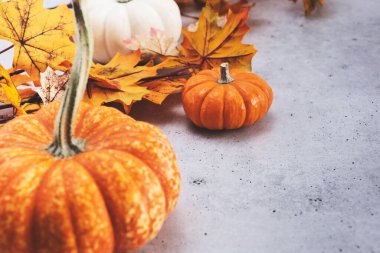 Çerçevenin sol tarafında bir grup küçük balkabağı ve yaprakların görüntüsü.