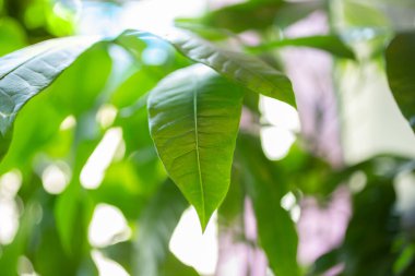 Para ağacı yapraklarının yakın görüntüsü.