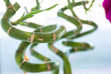 Birkaç sarmal yetişmiş bambu süs bitkisinin yakın çekim görüntüsü..