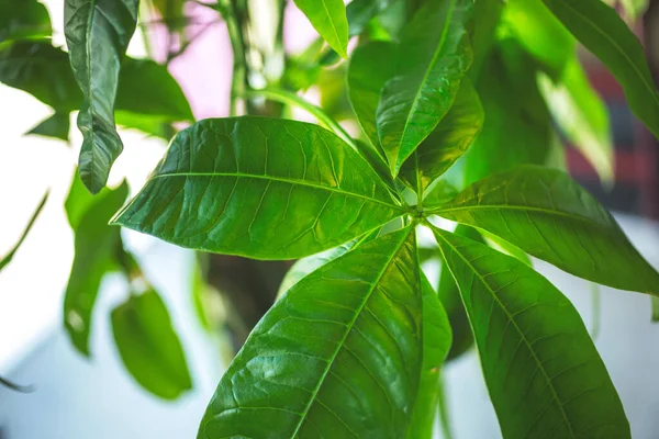 A closeup view of money tree leaves.
