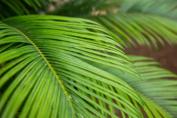 Ağaçtaki birkaç palmiye yaprağının yakın plan görüntüsü.
