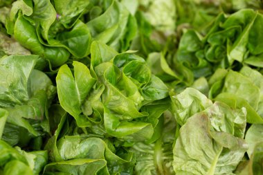 A view of several gem lettuce heads on display at a local farmers market.