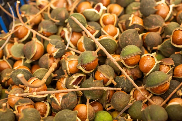 View Pile Macadamia Nut Pods Still Branch Display Local Farmers —  Fotos de Stock