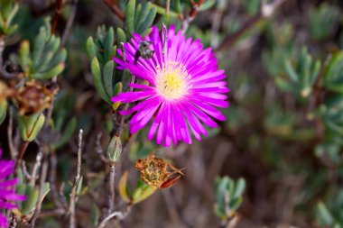 Mor renkli birkaç buz bitkisinin manzarası.
