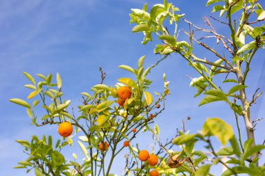 Bir kalamansi narenciye ağacı manzarası.