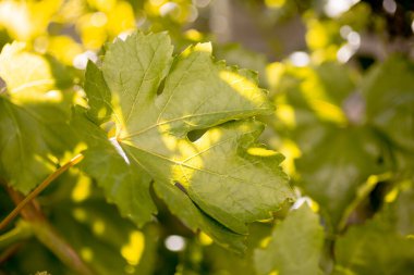 Öğleden sonra güneşinde güneşlenen birkaç büyük üzüm yaprağının görüntüsü.