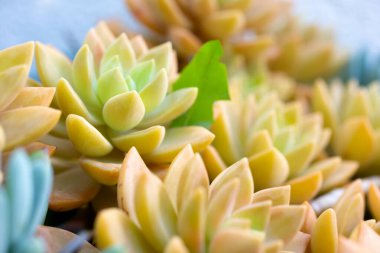 Altın sedum aldolphii sulu bitkilerin yakın görüntüsü.