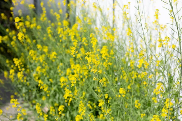 View Several Bok Choy Plants Blooming Several Clusters Yellow Flowers —  Fotos de Stock