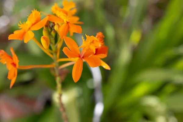 Closeup View Cluster Epidendrum Radicans Orchids Garden Setting Also Known — Stock Photo, Image