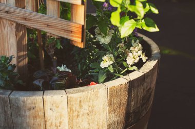 Kırsal ahşap varil bahçesinde beyaz çiçeklerin manzarası.